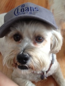 Dog with And Loans cap